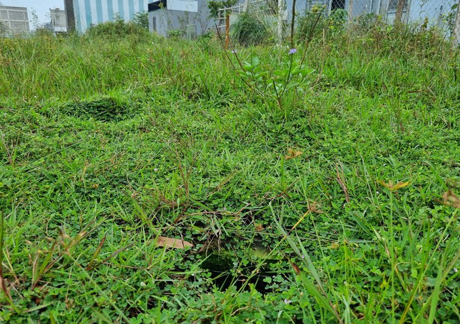 Chi chít hố trụ bê tông giăng bẫy trên bãi đất trống ở Đà Nẵng - Ảnh 9.
