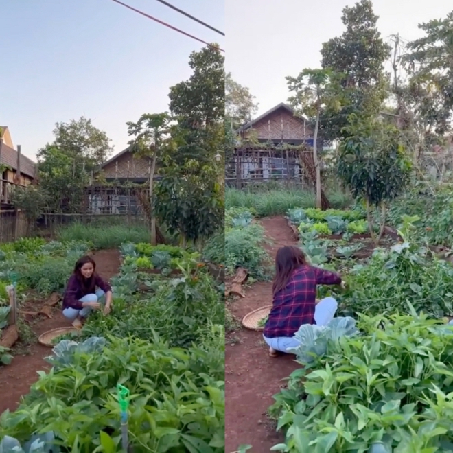 Vườn rau xanh mướt ở quê nhà của HHen Niê: Bắp cải, cà chua, đậu đũa... chen chúc, cứ bước ra là có đồ ăn - Ảnh 2.