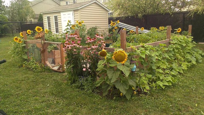 Khu vườn xanh mướt của c&ocirc; g&aacute;i trồng c&acirc;y g&igrave; cũng tốt tươi - Ảnh 5.