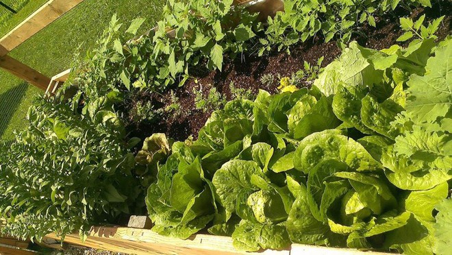 Khu vườn xanh mướt của c&ocirc; g&aacute;i trồng c&acirc;y g&igrave; cũng tốt tươi - Ảnh 4.