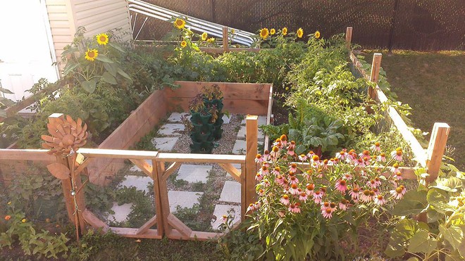 Khu vườn xanh mướt của c&ocirc; g&aacute;i trồng c&acirc;y g&igrave; cũng tốt tươi - Ảnh 3.