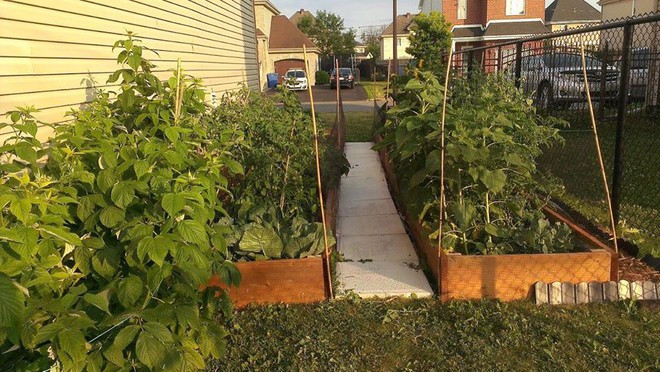 Khu vườn xanh mướt của c&ocirc; g&aacute;i trồng c&acirc;y g&igrave; cũng tốt tươi - Ảnh 2.