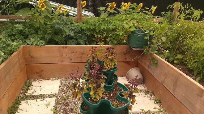 Khu vườn xanh mướt của c&ocirc; g&aacute;i trồng c&acirc;y g&igrave; cũng tốt tươi - Ảnh 8.