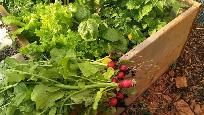 Khu vườn xanh mướt của c&ocirc; g&aacute;i trồng c&acirc;y g&igrave; cũng tốt tươi - Ảnh 7.