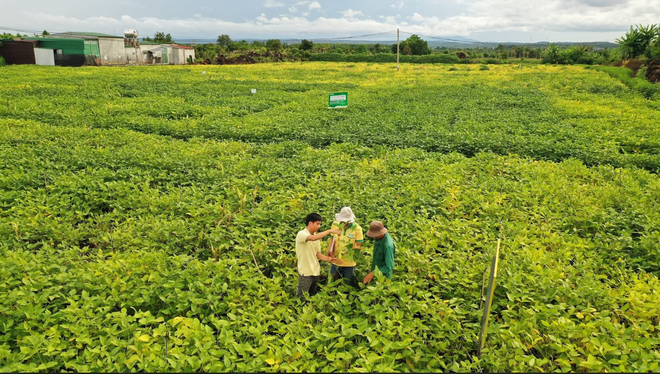 Một loại hạt giàu dinh dưỡng được ví như “thịt không xương”: Ở Việt Nam có một thương hiệu quốc gia, nỗ lực hơn 1 thập kỷ để phát triển bền vững vùng nguyên liệu - Ảnh 7.