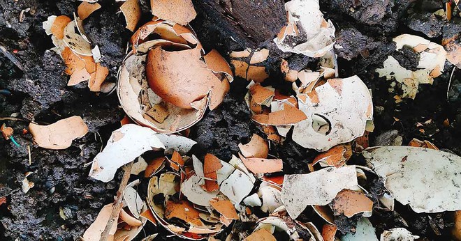 Những mẹo l&agrave;m vườn tưởng &ldquo;bất ổn&rdquo; nhưng lại hiệu quả kh&ocirc;ng ngờ - Ảnh 1.