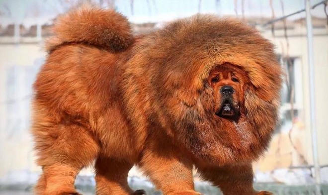 25+ hình ảnh siêu đẹp về giống chó Ngao Tây Tạng dũng mãnh!