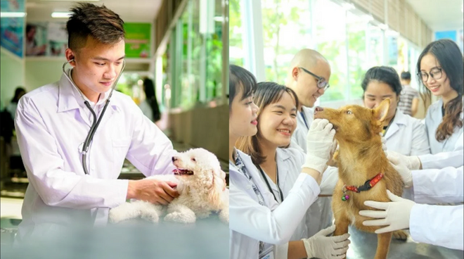 Mức lương thực của sinh vi&ecirc;n Th&uacute; y ra trường c&oacute; phải 40 - 50 triệu/th&aacute;ng? - Ảnh 1.