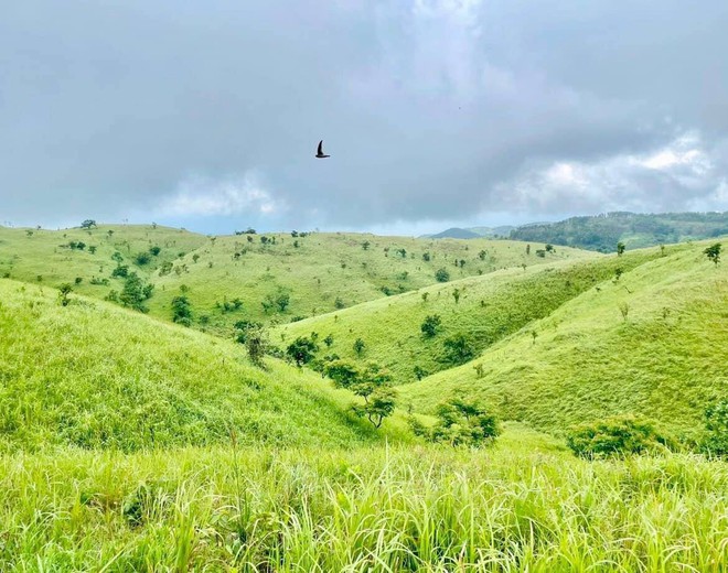 Một thảo nguyên xanh ở Đắk Lắk được giới trẻ săn đón vì cảnh đẹp mê ly - Ảnh 2.