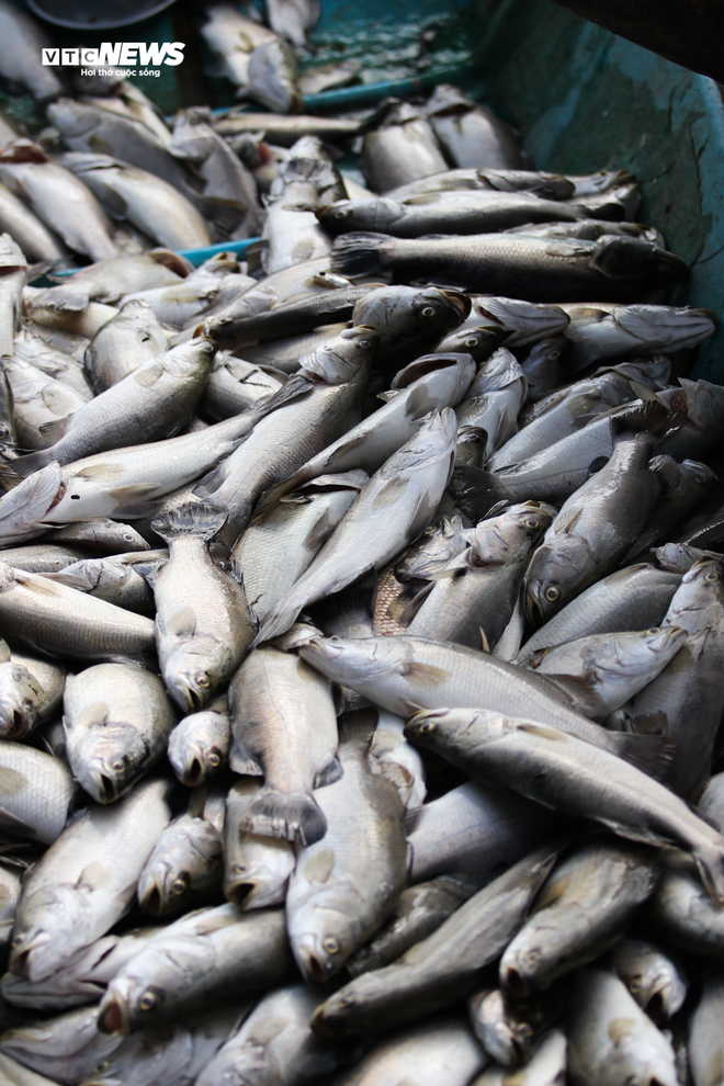 Hơn 50 tấn cá lồng chết phơi bụng, nông dân Hà Tĩnh trắng tay sau 1 đêm - Ảnh 10.