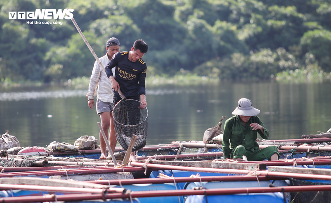 Hơn 50 tấn c&aacute; lồng chết phơi bụng, n&ocirc;ng d&acirc;n H&agrave; Tĩnh trắng tay sau 1 đ&ecirc;m - Ảnh 6.