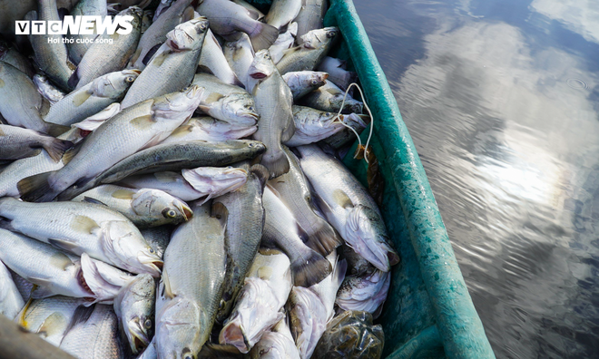Hơn 50 tấn c&aacute; lồng chết phơi bụng, n&ocirc;ng d&acirc;n H&agrave; Tĩnh trắng tay sau 1 đ&ecirc;m - Ảnh 5.