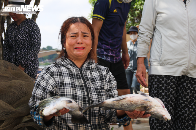 Hơn 50 tấn c&aacute; lồng chết phơi bụng, n&ocirc;ng d&acirc;n H&agrave; Tĩnh trắng tay sau 1 đ&ecirc;m - Ảnh 4.