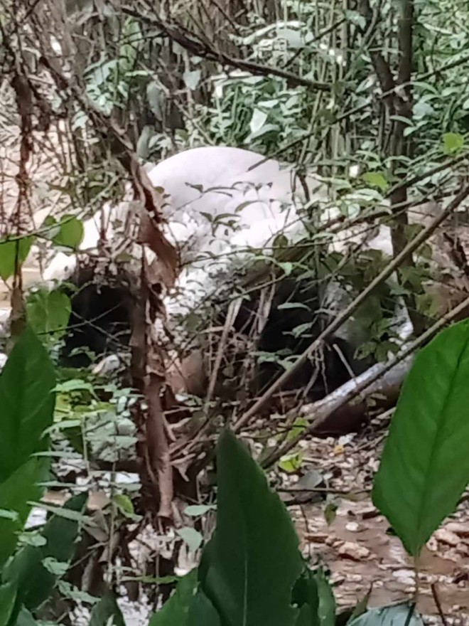 Ph&aacute;t hiện voi rừng chết chưa r&otilde; nguy&ecirc;n nh&acirc;n ở Nghệ An - Ảnh 2.