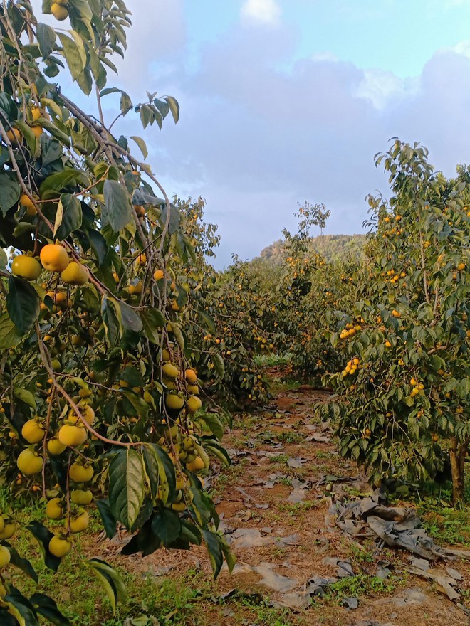 Mùa quả hồng đang vào độ chín, ngoài Mộc Châu còn có nơi chỉ cách Hà Nội 40km - Ảnh 1.