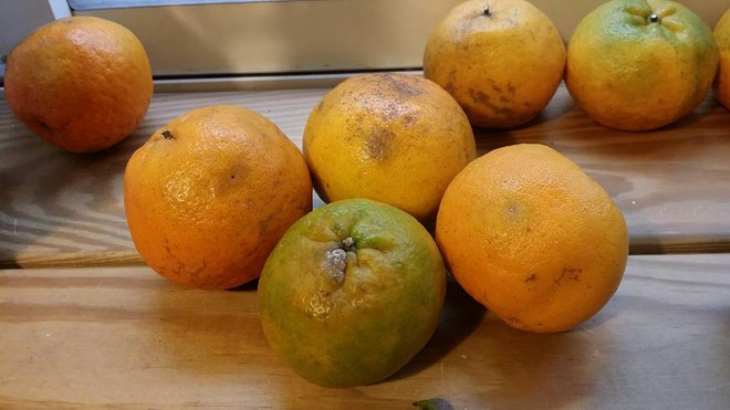 2 vợ chồng cùng mắc ung thư gan: Nguyên nhân đến từ loại trái cây độc gấp 68 lần asen mà họ thường ăn - Ảnh 3.