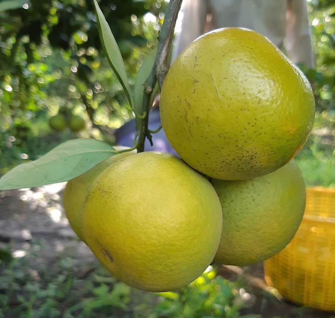 5 đặc sản nổi tiếng đất Vĩnh Long nức tiếng gần xa, ai đến cũng phải mua về l&agrave;m qu&agrave; - Ảnh 4.