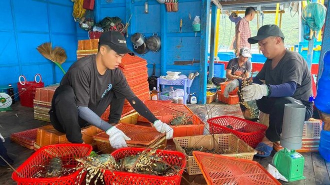 Xuất khẩu tôm hùm bông sang Trung Quốc bị ách tắc: Người nuôi lo lỗ nặng - Ảnh 2.
