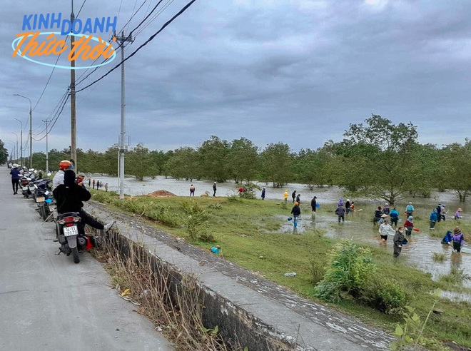 Huy động gia đình lội nước ngày lạnh, bắt lộc trời thu về cả triệu đồng/ngày - Ảnh 3.