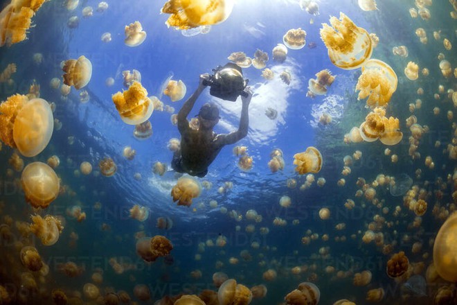 Trải nghiệm bơi giữa biển sứa từ kỷ băng hà khiến dân ưa mạo hiểm thích mê - Ảnh 5.