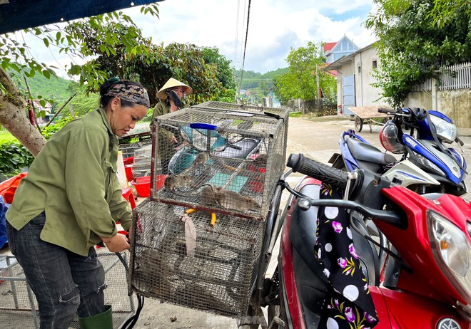 Chợ chuột lớn nhất Nghệ An, mỗi ngày tiêu thụ cả tấn - Ảnh 4.