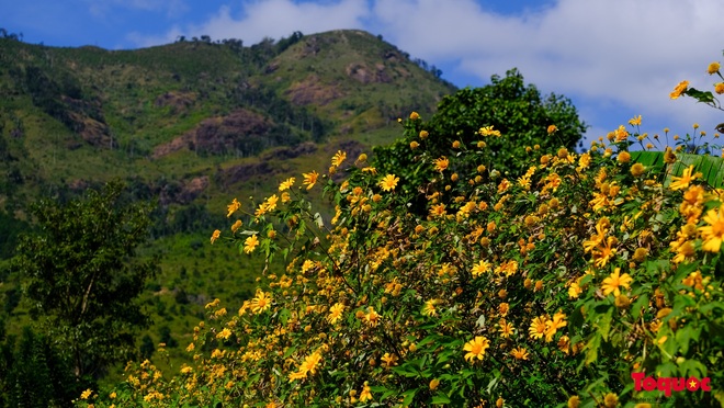 Núi lửa Chư Đăng Ya rực cháy trong sắc vàng mùa hoa dã quỳ - Ảnh 6.