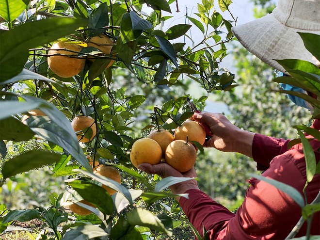 Không phải cam tiến vua xứ Nghệ, Việt Nam mới xuất hiện cam ăn trứng uống mật, giá hơn 2 triệu đồng/kg - Ảnh 1.