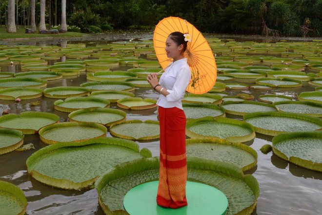 Đ&acirc;y l&agrave; chiếc l&aacute; khỏe nhất thế giới v&agrave; n&oacute; c&oacute; thể chịu được trọng lượng của một người trưởng th&agrave;nh! - Ảnh 3.