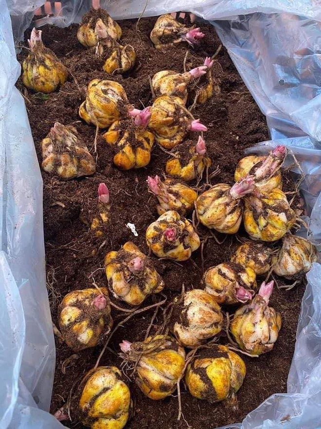 Tết sắp tới, hội chị em săn l&ugrave;ng loại hoa kh&ocirc;ng nhụy, mua cả củ về tự trồng cho kịp cắm dịp năm mới - Ảnh 5.