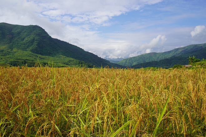 Người truyền cảm hứng làm nông nghiệp ứng phó biến đổi khí hậu ở xã bản vùng cao, đưa cây lúa địa phương thành đặc sản 3 sao nức tiếng - Ảnh 9.