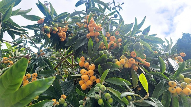 Cận cảnh biệt thự triệu đô 700m2 tại Mỹ của chị đẹp Thu Phương, có cả cây trái quen thuộc ở Việt Nam - Ảnh 10.