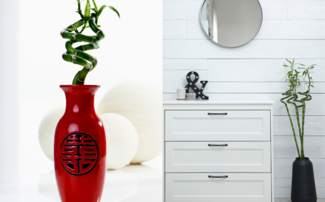 Loại cây có tác dụng chiêu tài gọi lộc, mang may mắn đến cho sự nghiệp, được bày trên bàn thờ vì lý do đặc biệt này - Ảnh 9.