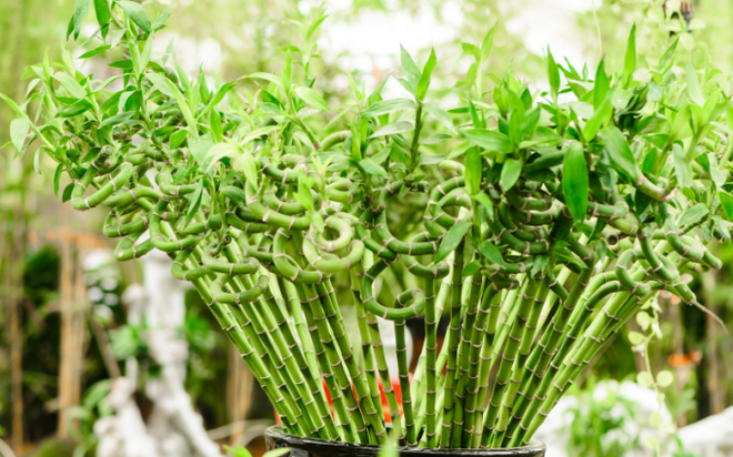 Loại cây có tác dụng chiêu tài gọi lộc, mang may mắn đến cho sự nghiệp, được bày trên bàn thờ vì lý do đặc biệt này - Ảnh 8.