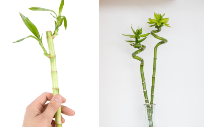Loại cây có tác dụng chiêu tài gọi lộc, mang may mắn đến cho sự nghiệp, được bày trên bàn thờ vì lý do đặc biệt này - Ảnh 7.
