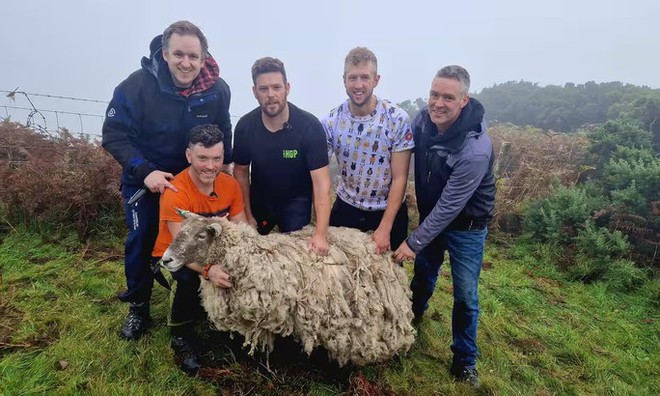 Con cừu cô đơn nhất nước Anh được giải cứu sau 2 năm mắc kẹt - Ảnh 2.