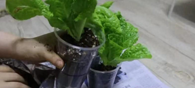 Tiết kiệm hơn 1,8 tỷ sau 4 năm: Tan l&agrave;m đi bộ 2 tiếng về nh&agrave;, xin đồ ăn thừa từ c&ocirc;ng ty - Ảnh 3.