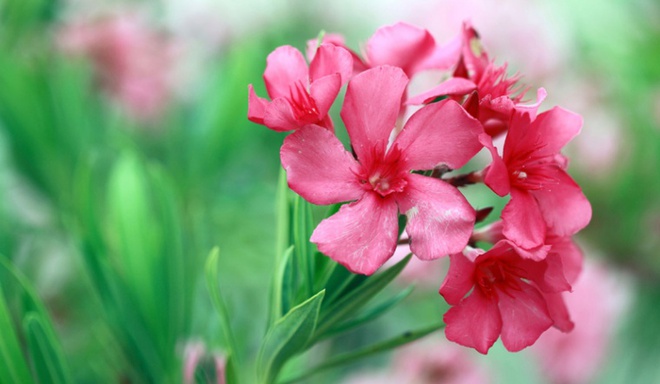10 loại hoa có thể gây nguy hiểm cho cả người và vật nuôi có thể bạn chưa biết - Ảnh 4.