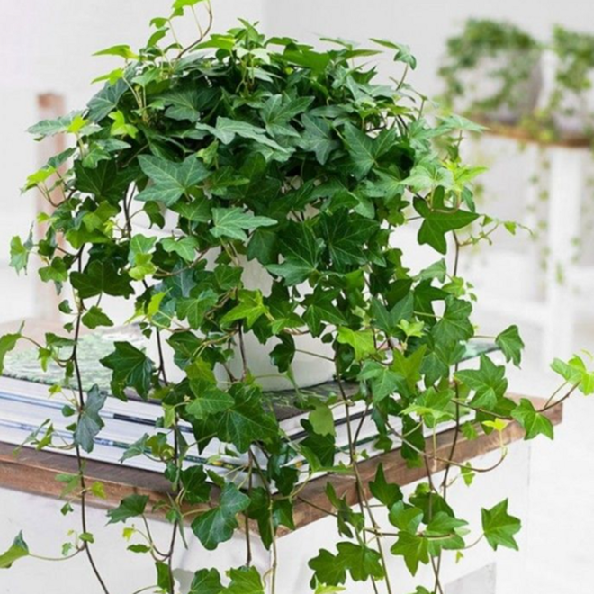Những loại c&acirc;y th&iacute;ch hợp n&ecirc;n đặt trong ph&ograve;ng tắm - Ảnh 2.