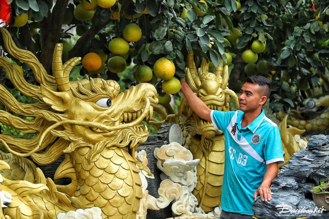 Độc lạ chậu bưởi h&igrave;nh rồng gi&aacute; trăm triệu đồng - Ảnh 2.