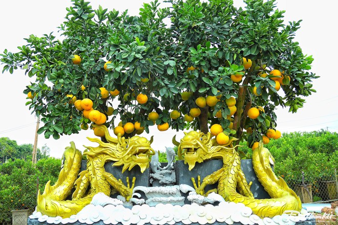 Độc lạ chậu bưởi h&igrave;nh rồng gi&aacute; trăm triệu đồng - Ảnh 1.