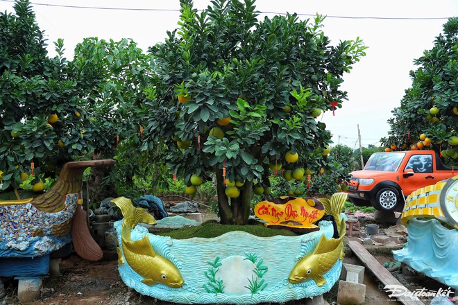 Độc lạ chậu bưởi h&igrave;nh rồng gi&aacute; trăm triệu đồng - Ảnh 14.