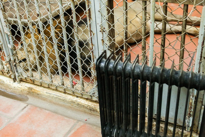 Bật máy sưởi, bình nóng lạnh, đốt lửa để giữ ấm cho động vật ở Vườn thú Hà Nội - Ảnh 9.