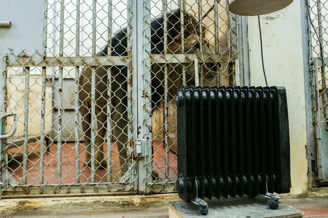 Bật máy sưởi, bình nóng lạnh, đốt lửa để giữ ấm cho động vật ở Vườn thú Hà Nội - Ảnh 8.