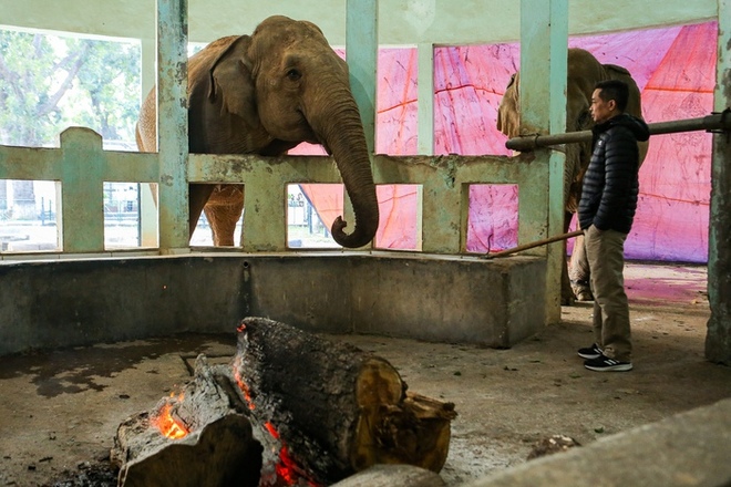 Bật máy sưởi, bình nóng lạnh, đốt lửa để giữ ấm cho động vật ở Vườn thú Hà Nội - Ảnh 7.