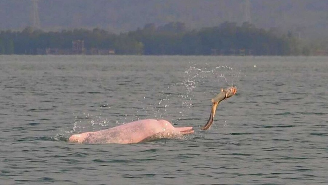 Cá heo hồng bất ngờ xuất hiện ở Campuchia - Ảnh 4.