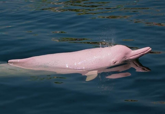 Cá heo hồng bất ngờ xuất hiện ở Campuchia - Ảnh 1.