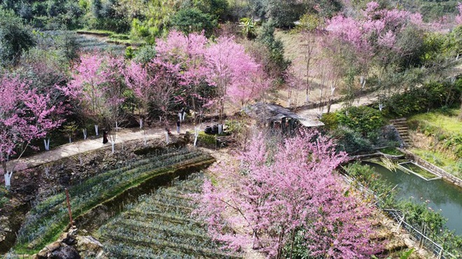 Ngất ngây Mù Cang Chải phủ rực sắc hồng, tín đồ du lịch náo nức vượt đèo &quot;mục sở thị&quot; - Ảnh 4.