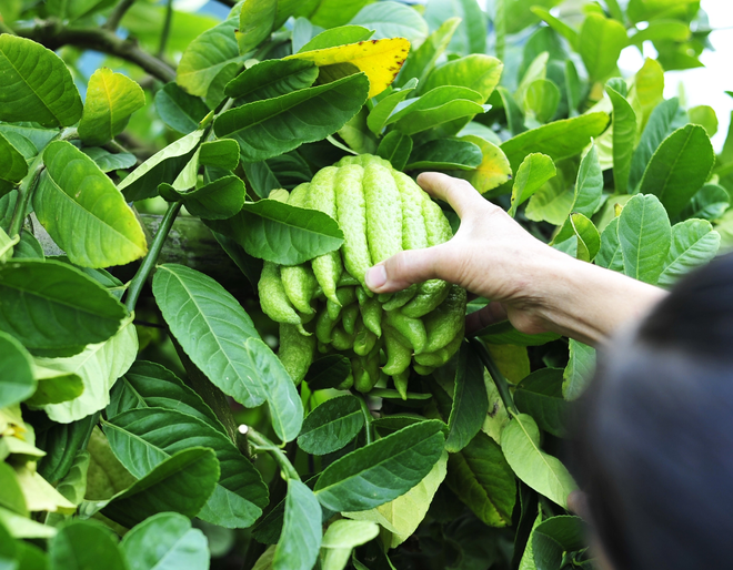 L&yacute; do đặc biệt khiến nhiều người b&agrave;y phật thủ tr&ecirc;n b&agrave;n thờ ng&agrave;y Tết - Ảnh 5.