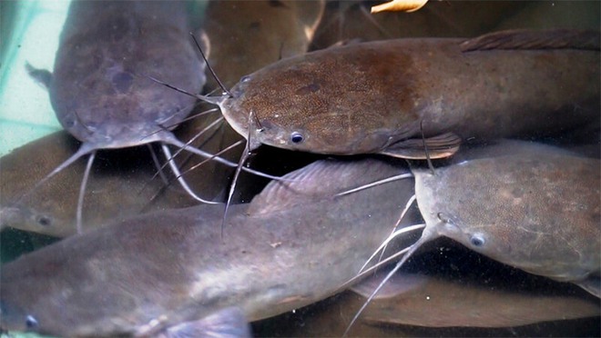 Loại c&aacute; n&agrave;y rất phổ biến, ngon hơn c&aacute; l&oacute;c v&agrave; gi&agrave;u dinh dưỡng hơn mai r&ugrave;a nhưng thường kh&ocirc;ng được ưa th&iacute;ch - Ảnh 1.