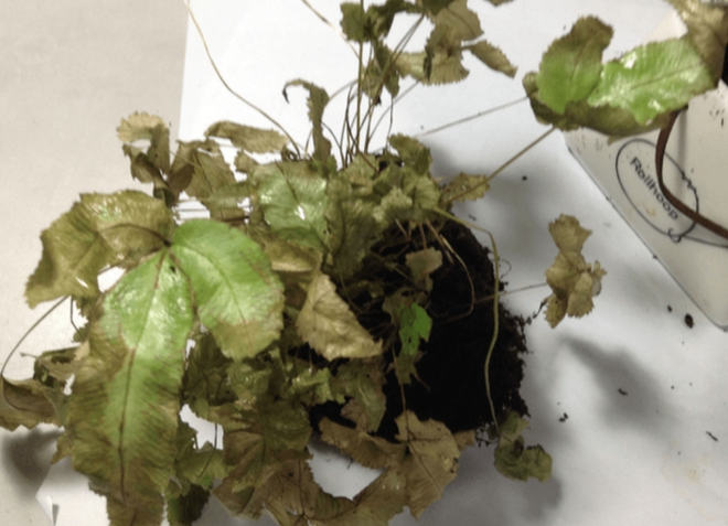 Bốn thứ để trước cửa sẽ xua đuổi Thần T&agrave;i v&agrave;o nh&agrave;, c&oacute; thứ quen thuộc m&agrave; chẳng mấy ai để &yacute; - Ảnh 2.